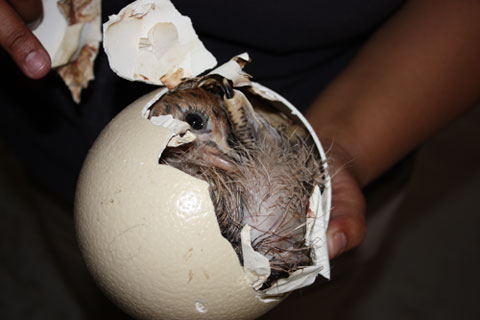 oudtshoorn-agg-struts-20d6e81e73398ac959f2d5c43dbdce84